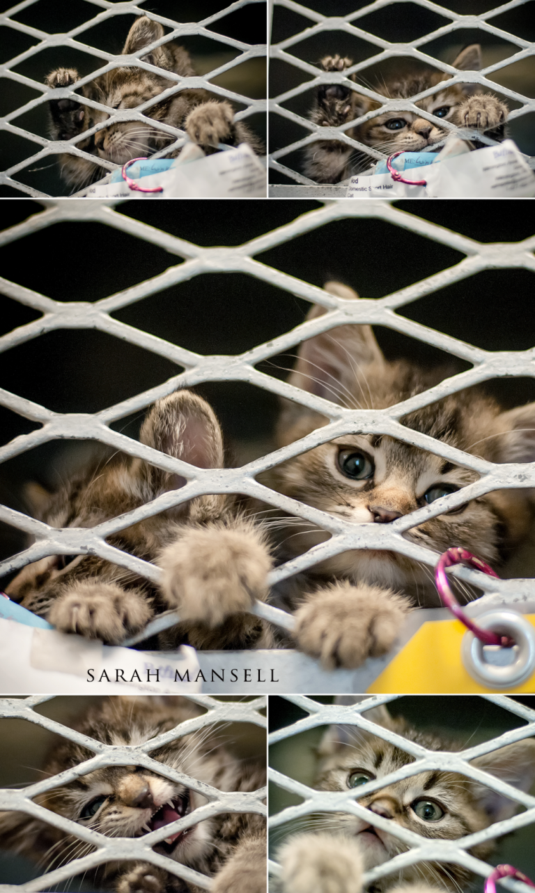 BLOG KITTIES