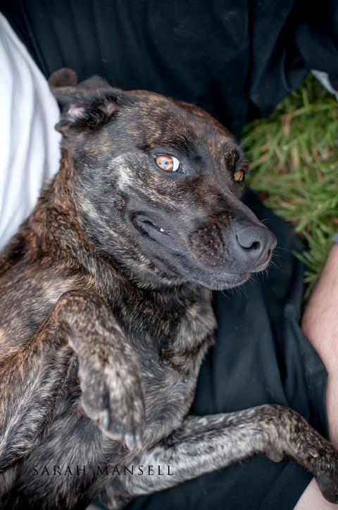 Say what you want - this dog is smiling!!