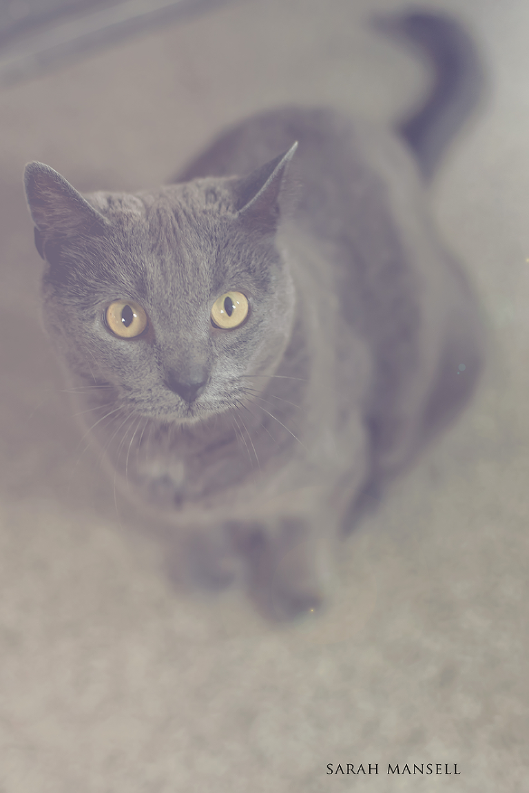 happycat4